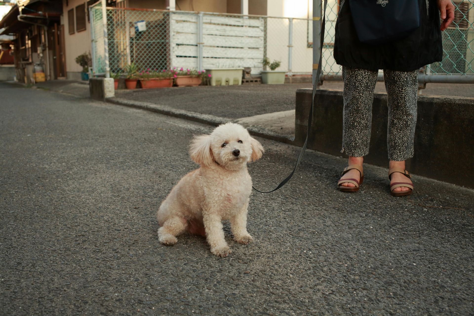 A woman is walking a small white dog on a leash.