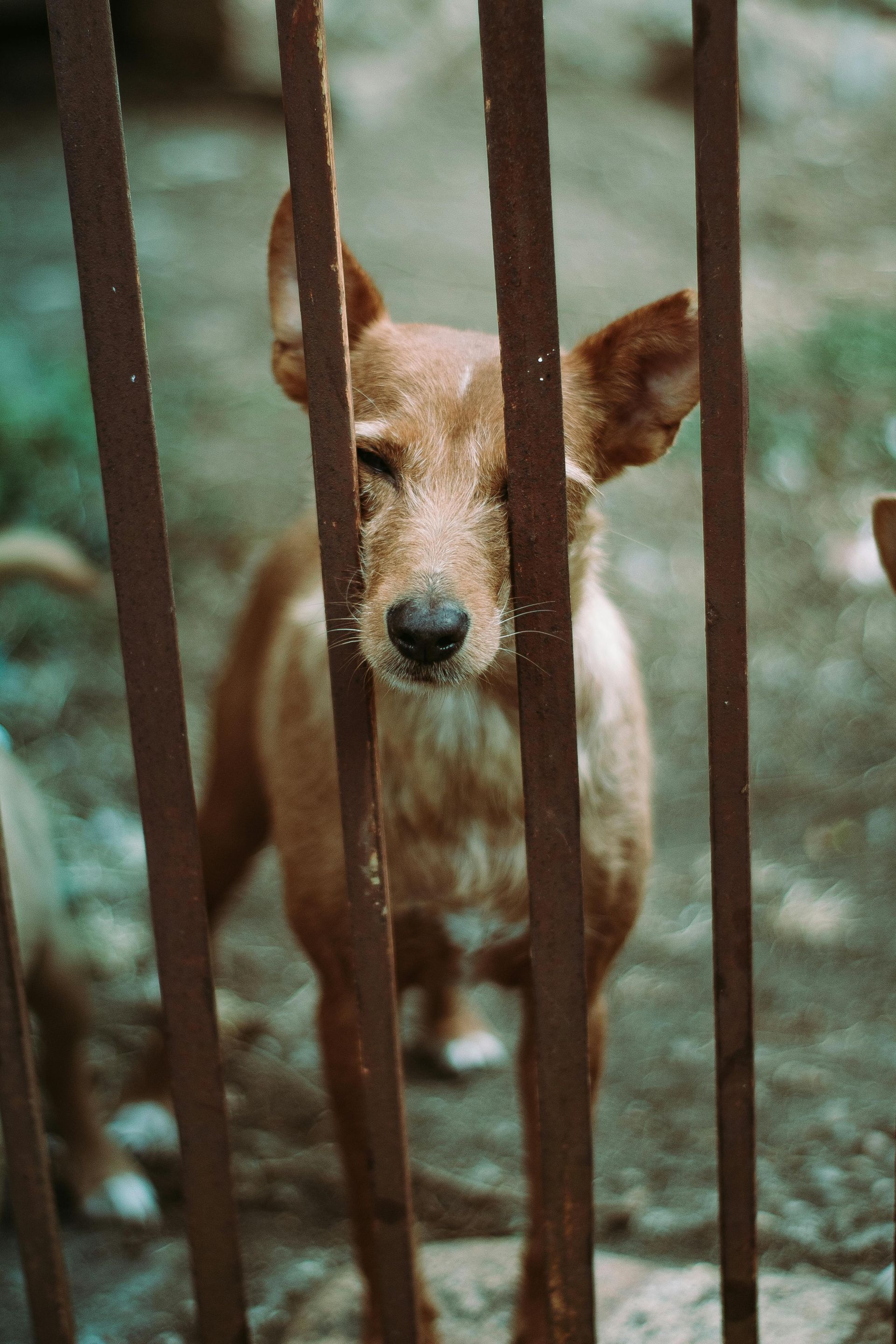 A brown dog is behind bars in a cage and looking through the bars.