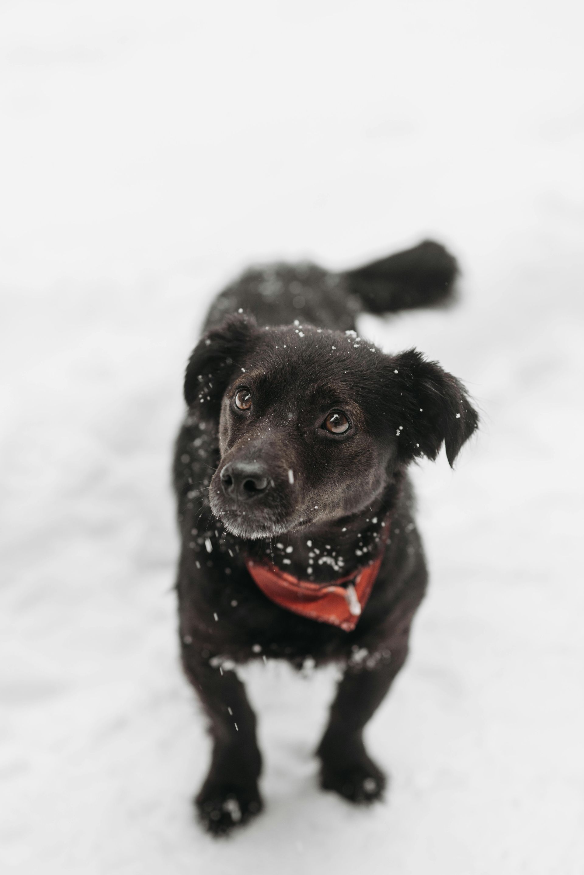 A black dog wearing a red collar is standing in the snow.
