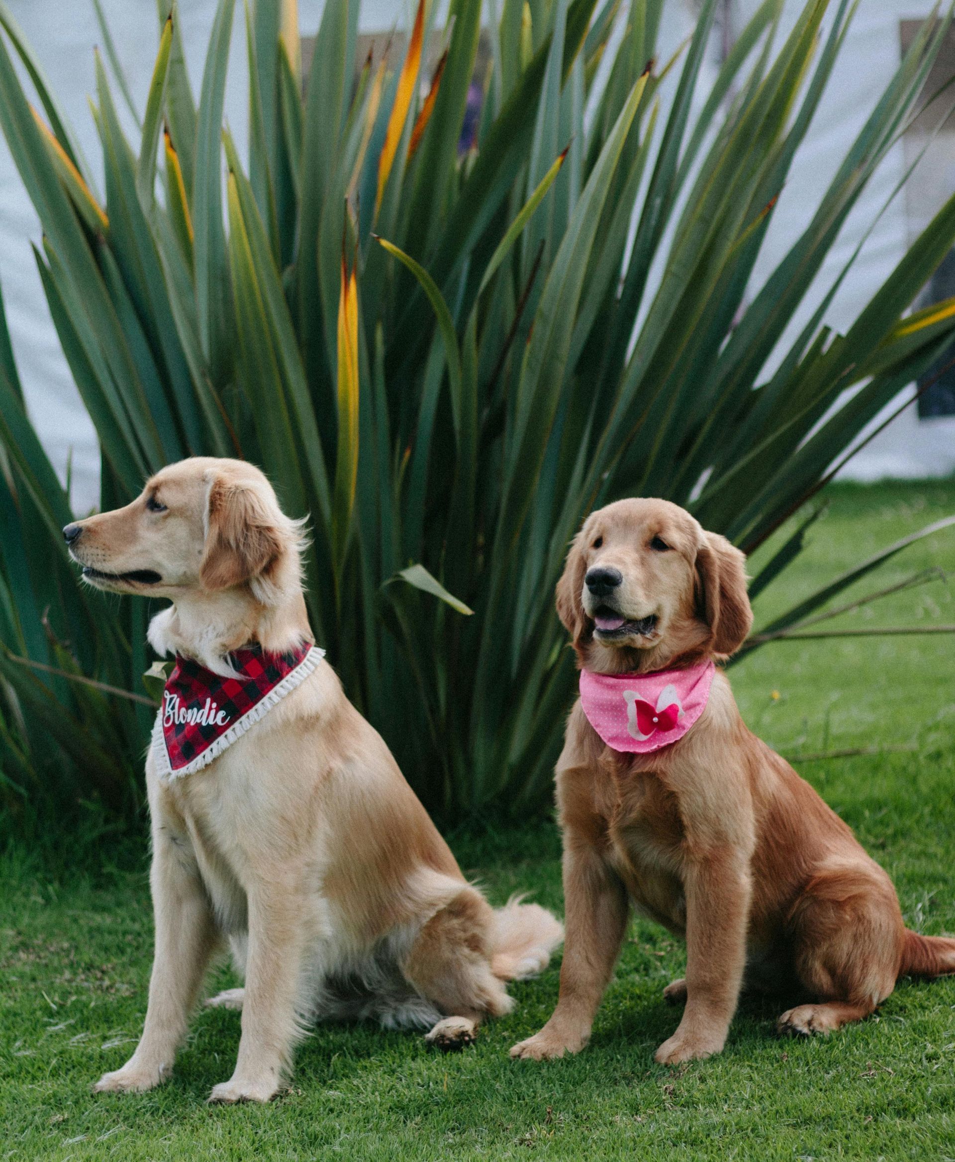 Two dogs wearing bandanas are sitting next to each other in the grass.
