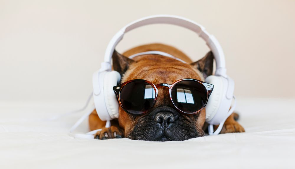 Dog with headphones