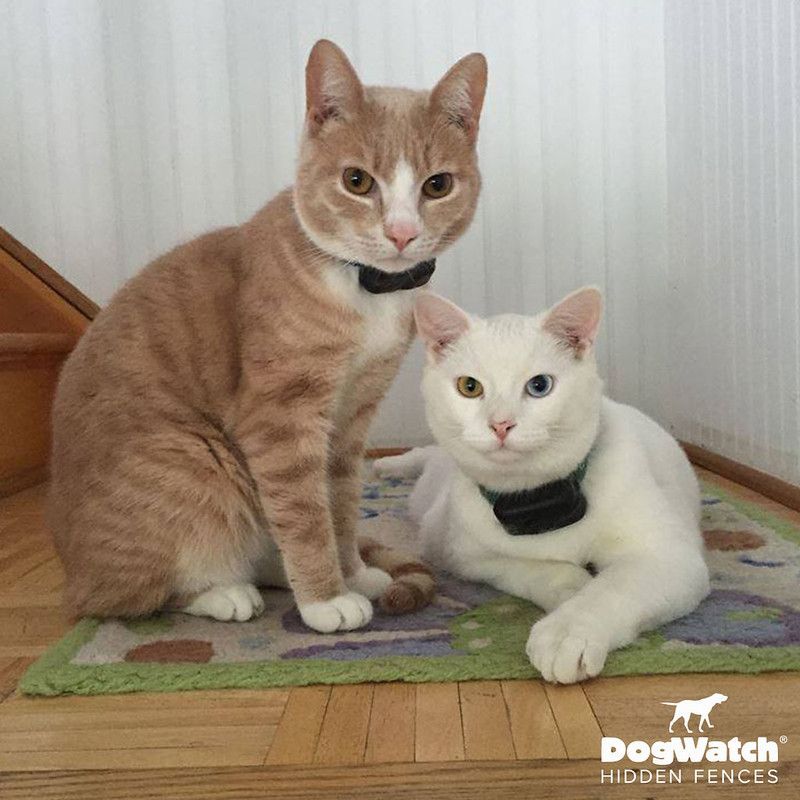 Two cats are sitting next to each other on a rug.