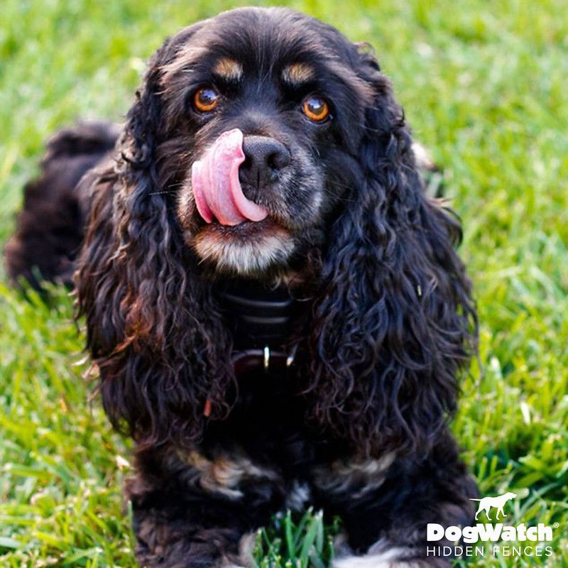 A cocker spaniel laying in the grass with its tongue out