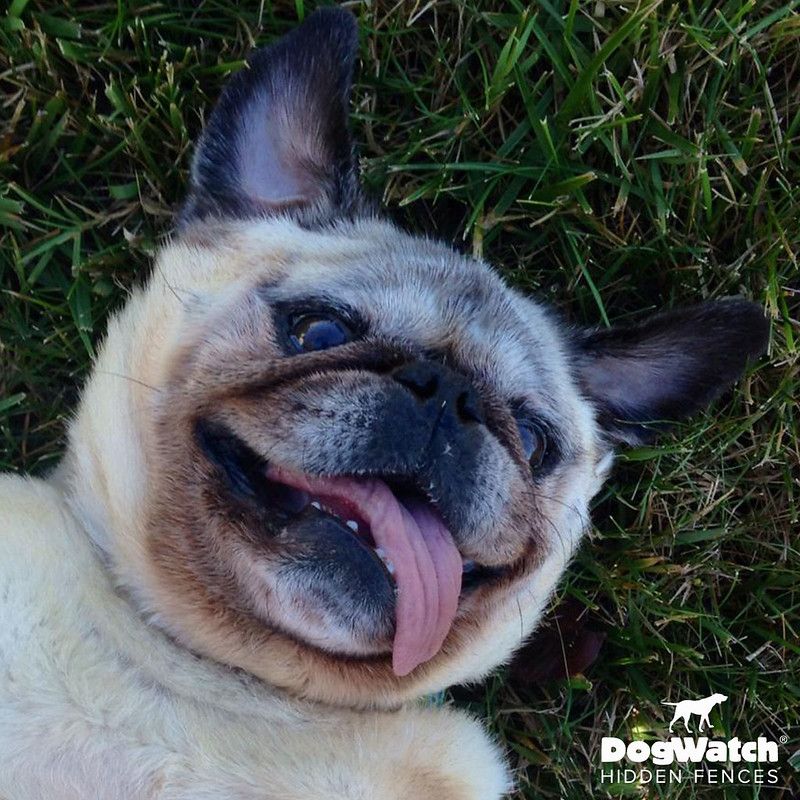 A pug dog laying in the grass with its tongue hanging out