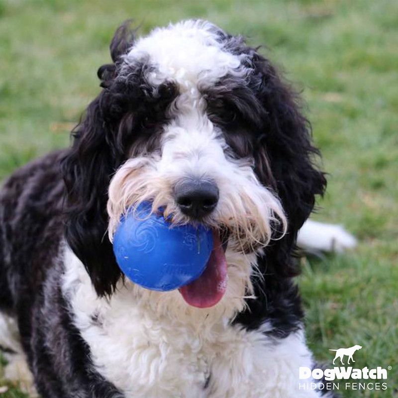 A black and white dog with a blue ball in its mouth