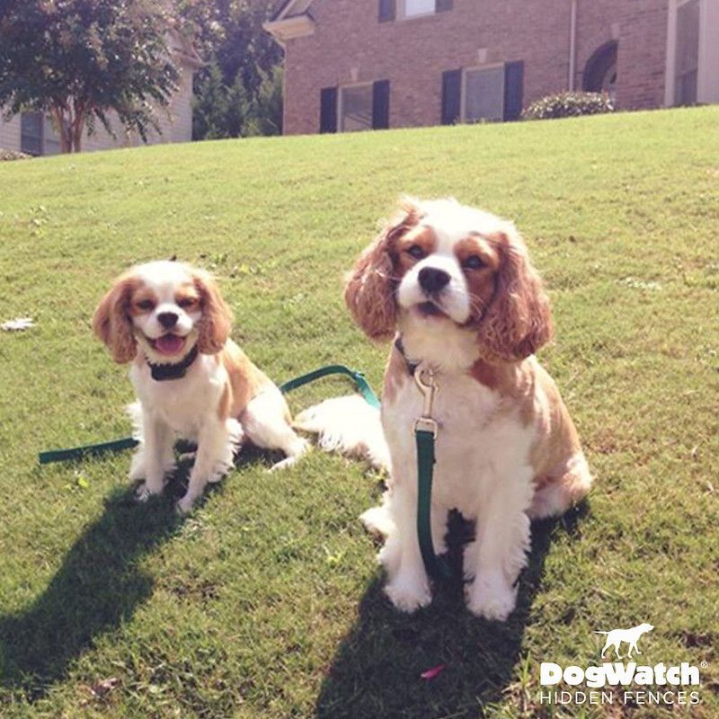 Two cavalier king charles spaniel dogs are sitting on a lush green field