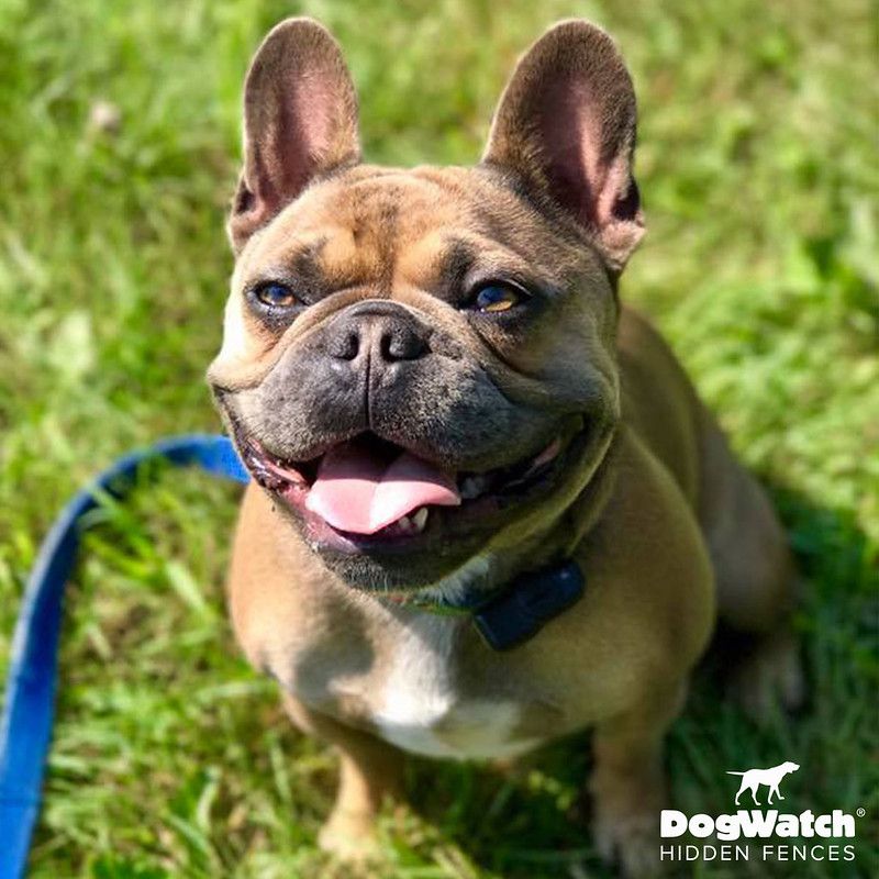A french bulldog is sitting in the grass with its tongue hanging out.