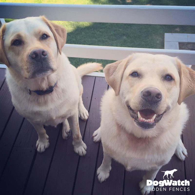 Two dogs standing next to each other on a deck sponsored by dogwatch hidden fences