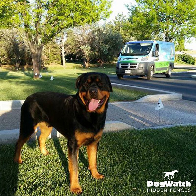 A dog standing in front of a dogwatch van