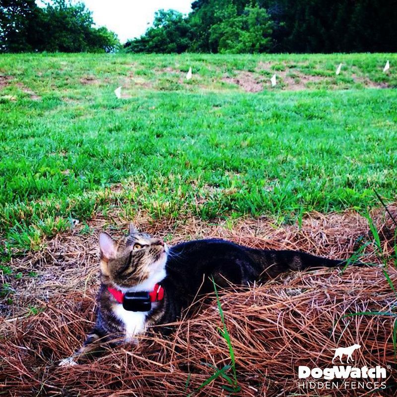 A cat is laying in the grass with a dogwatch logo in the background