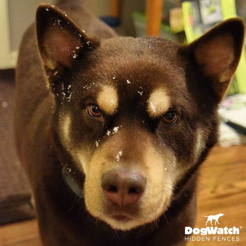 A close up of a dog with dogwatch hidden fences written on the bottom