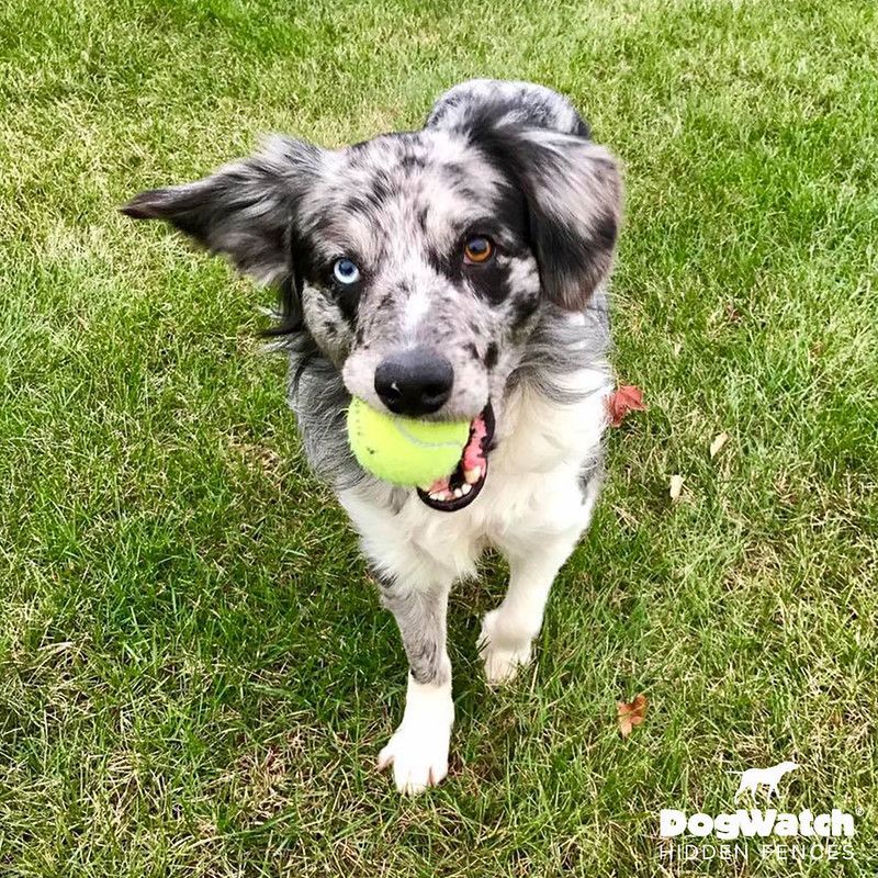 A dog is holding a tennis ball in its mouth.