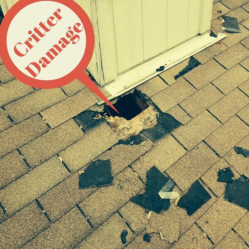 Critter Damage Austin Roofing and Construction