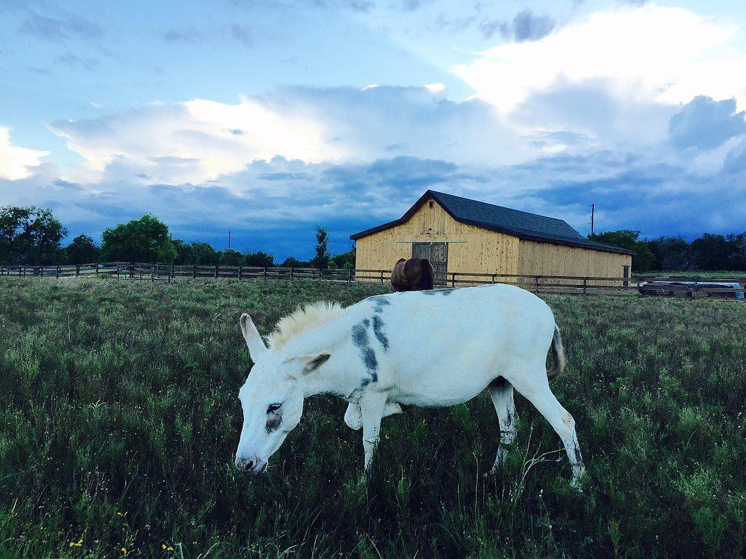 Residential Shingle Roof Austin Roofing and Construction