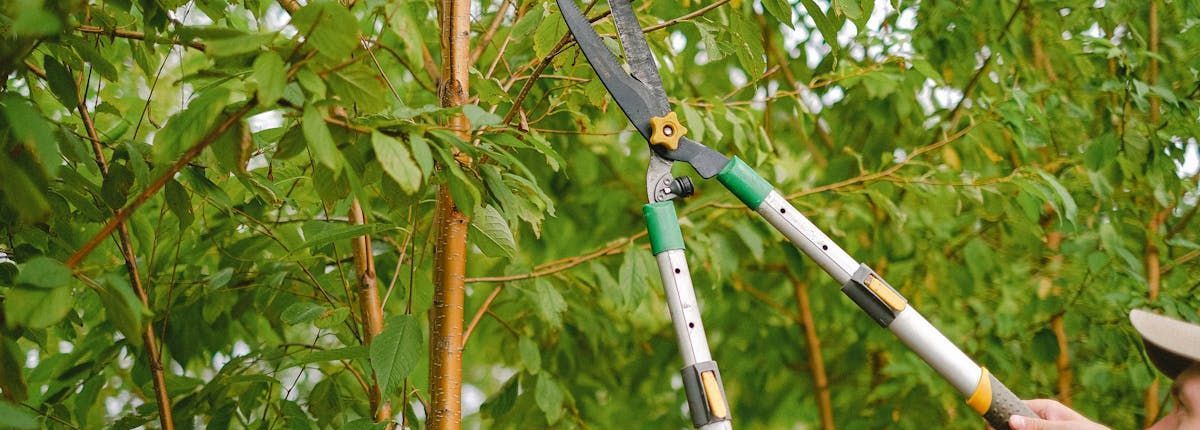 The Importance of Tree Trimming to Protect Your Roof
