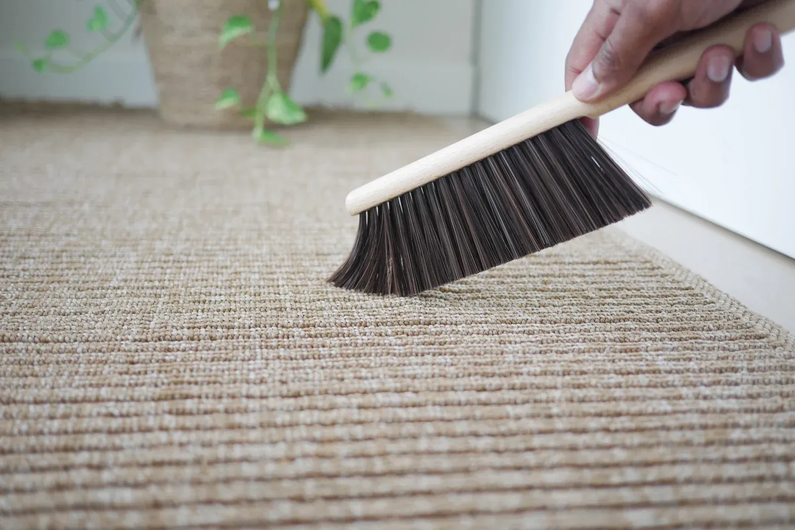 A hand using a brush to clean a beige carpet rug; plants in the background.