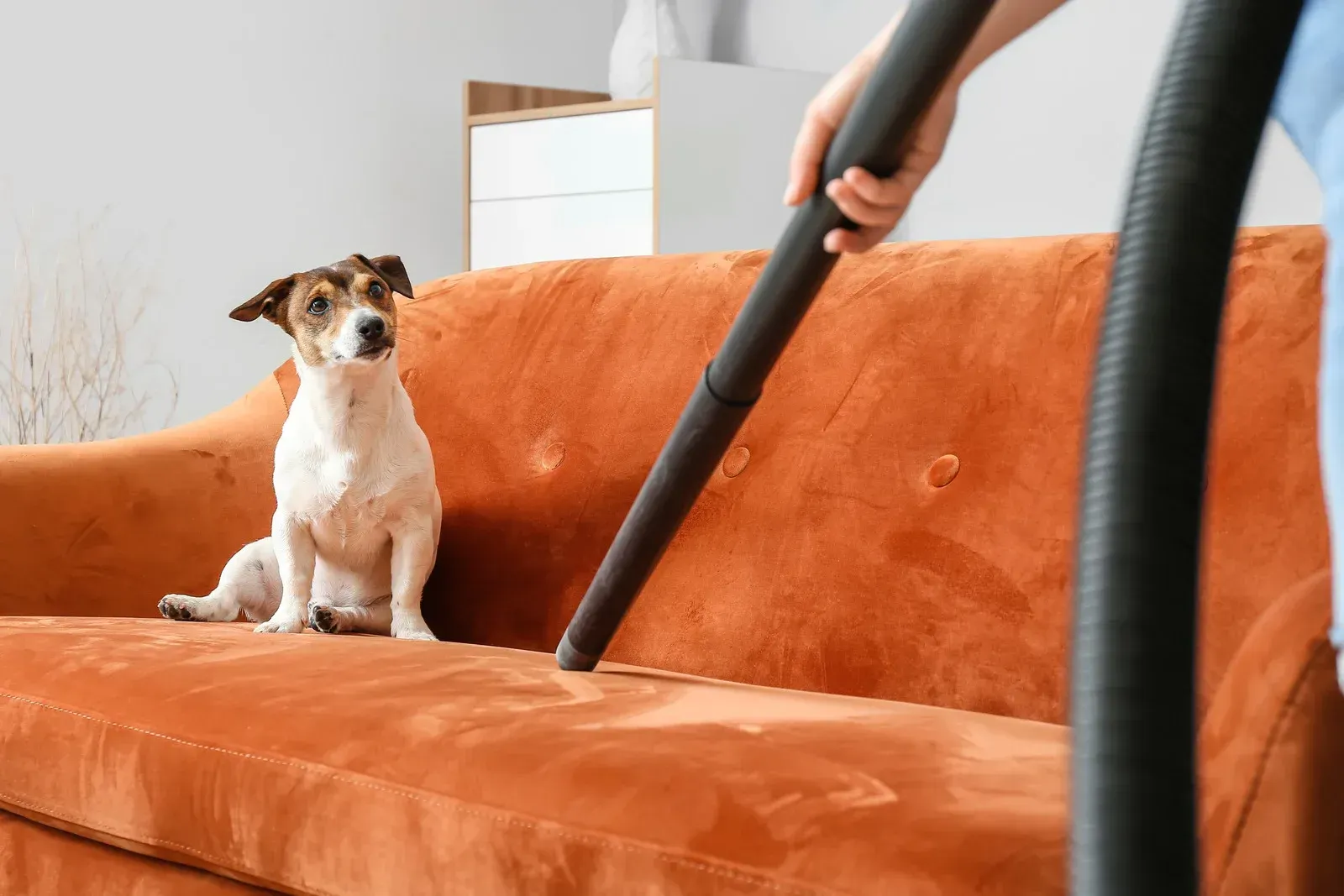 Dog sitting on orange sofa while a person vacuums.