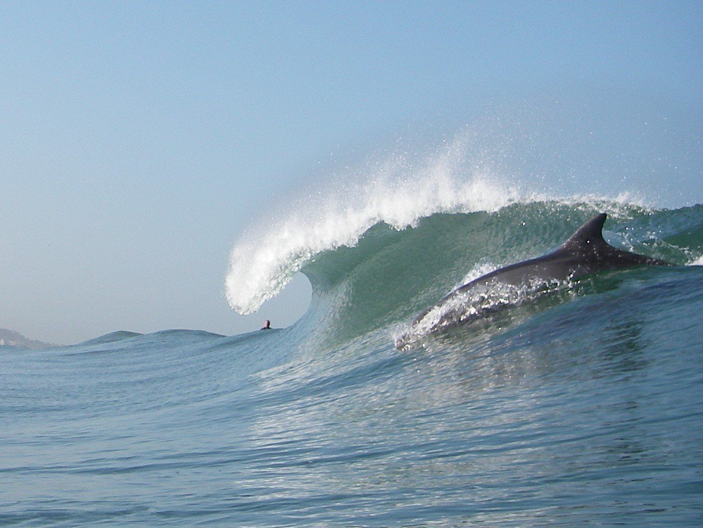 a dolphin is riding a wave in the ocean