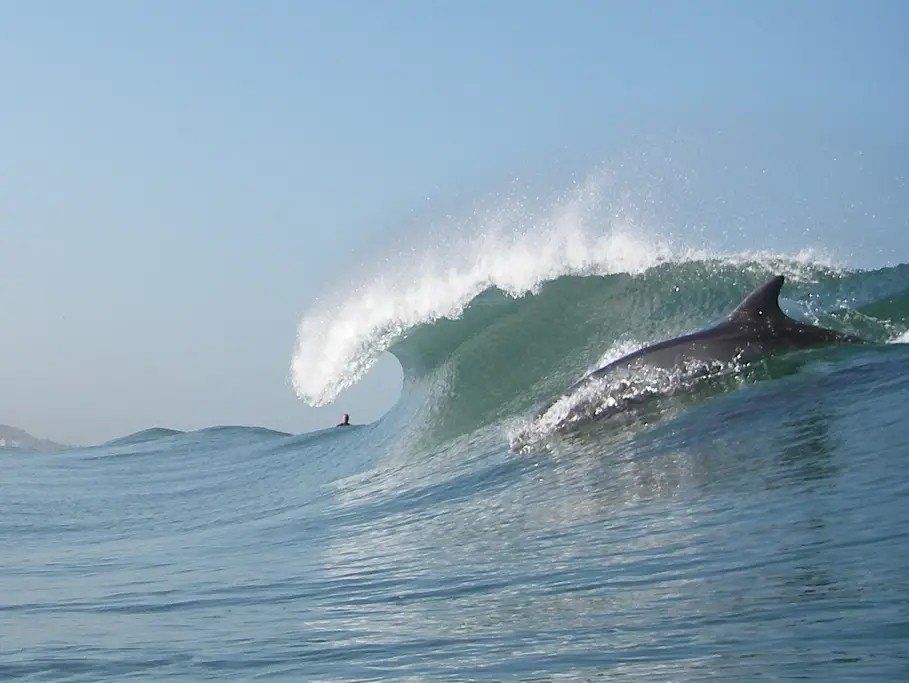 a dolphin is riding a wave in the ocean .