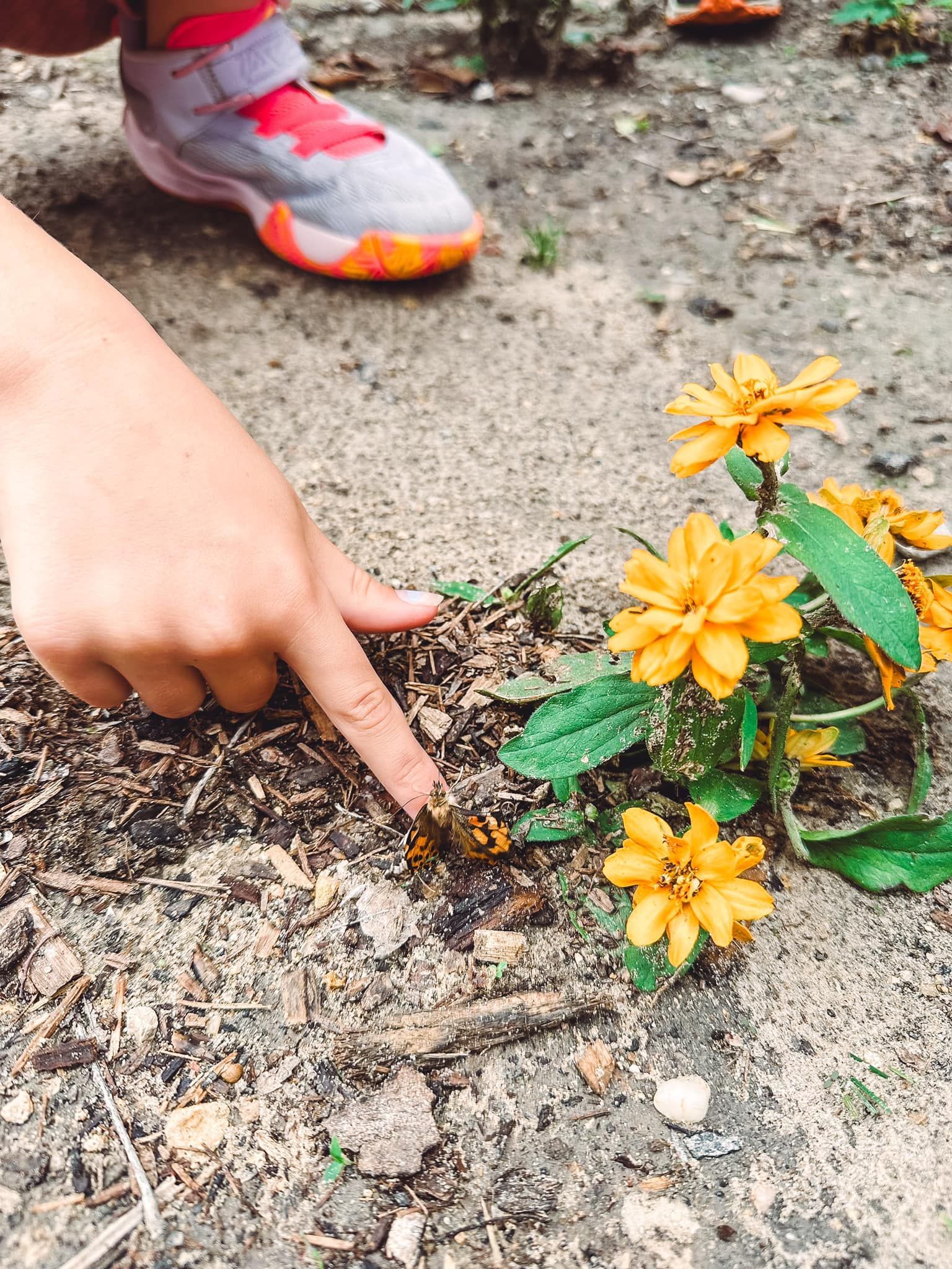A person is pointing at a butterfly on a flower.