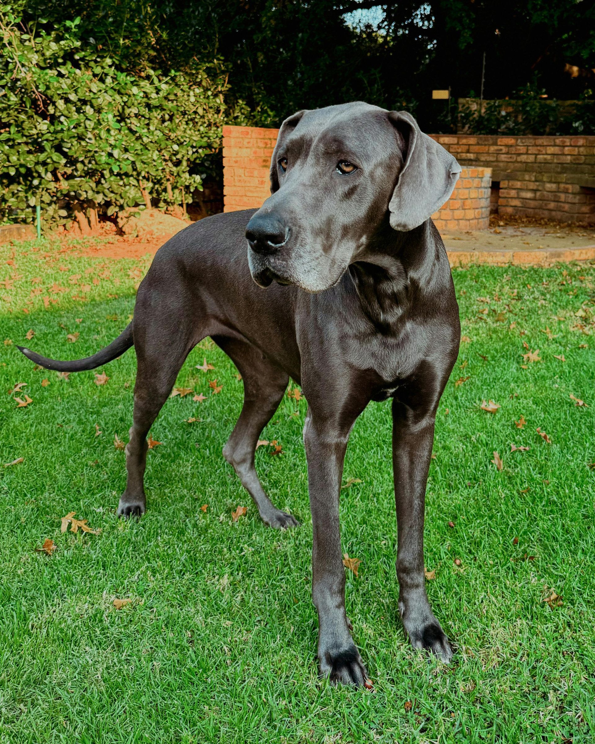 Blue Great Dane standing on green grass, looking left.