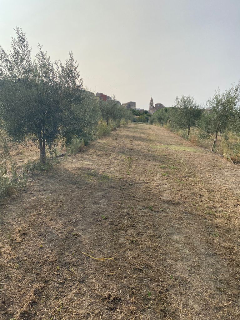 piantagione di olivi