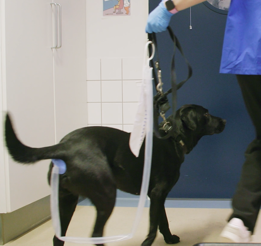Black dog on leash in a grooming room, standing beside a person in blue gloves.