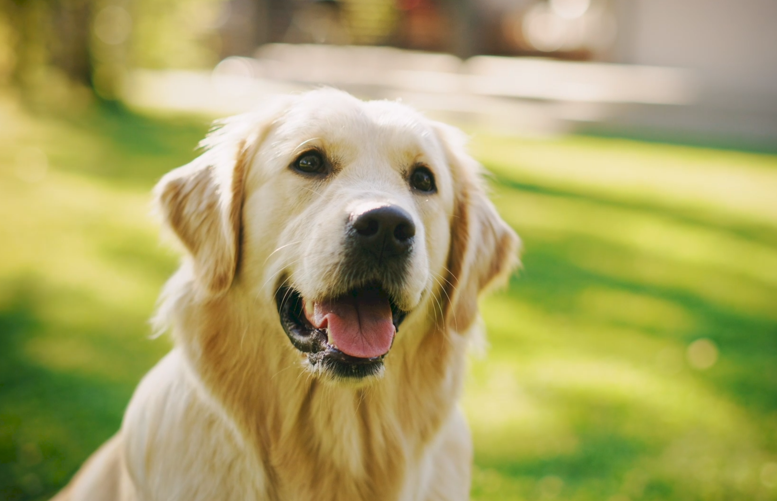 Golden retriever sitting in a sunny park, panting with mouth open and tongue out