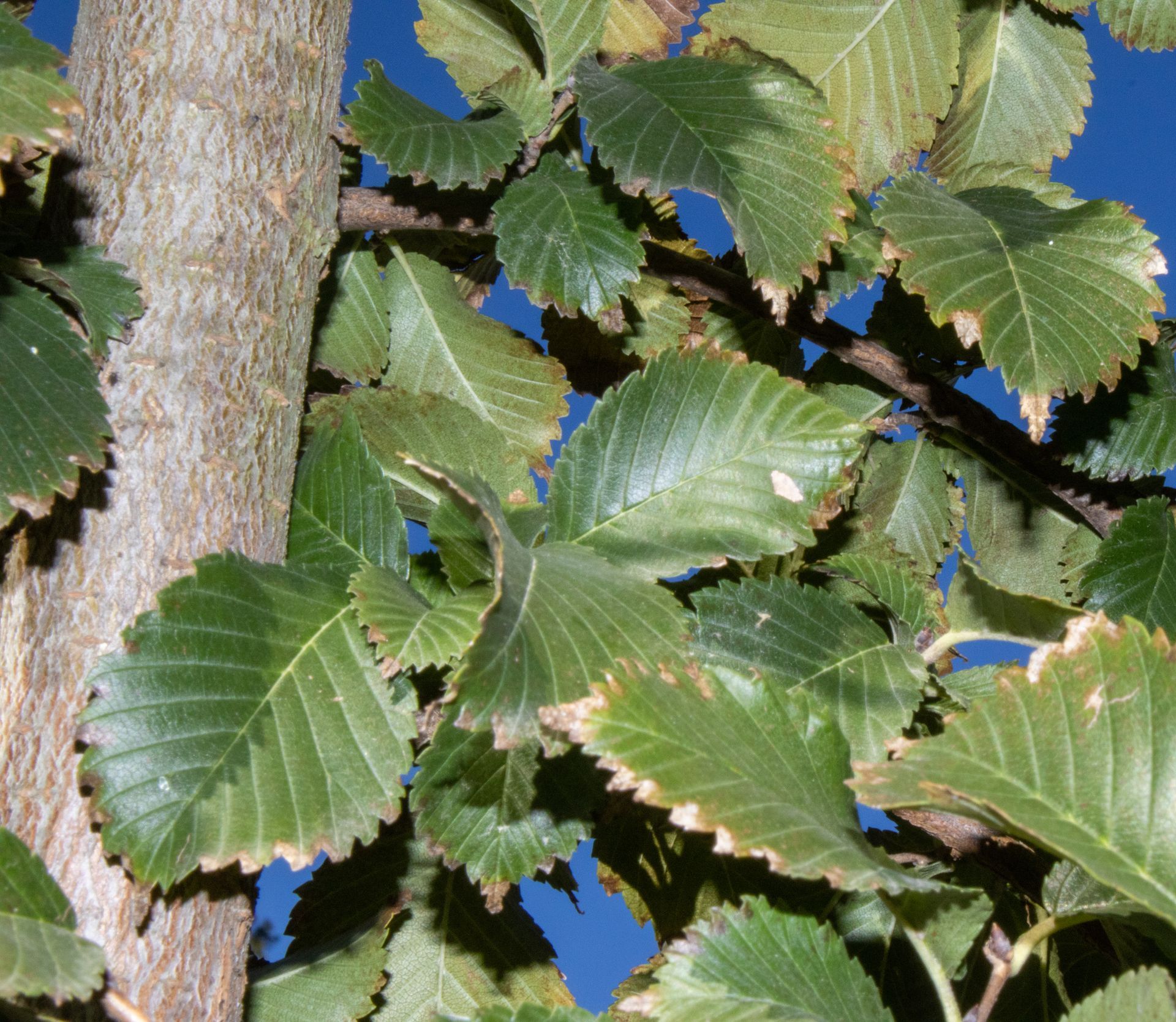 A tree with lots of green leaves against a blue sky
