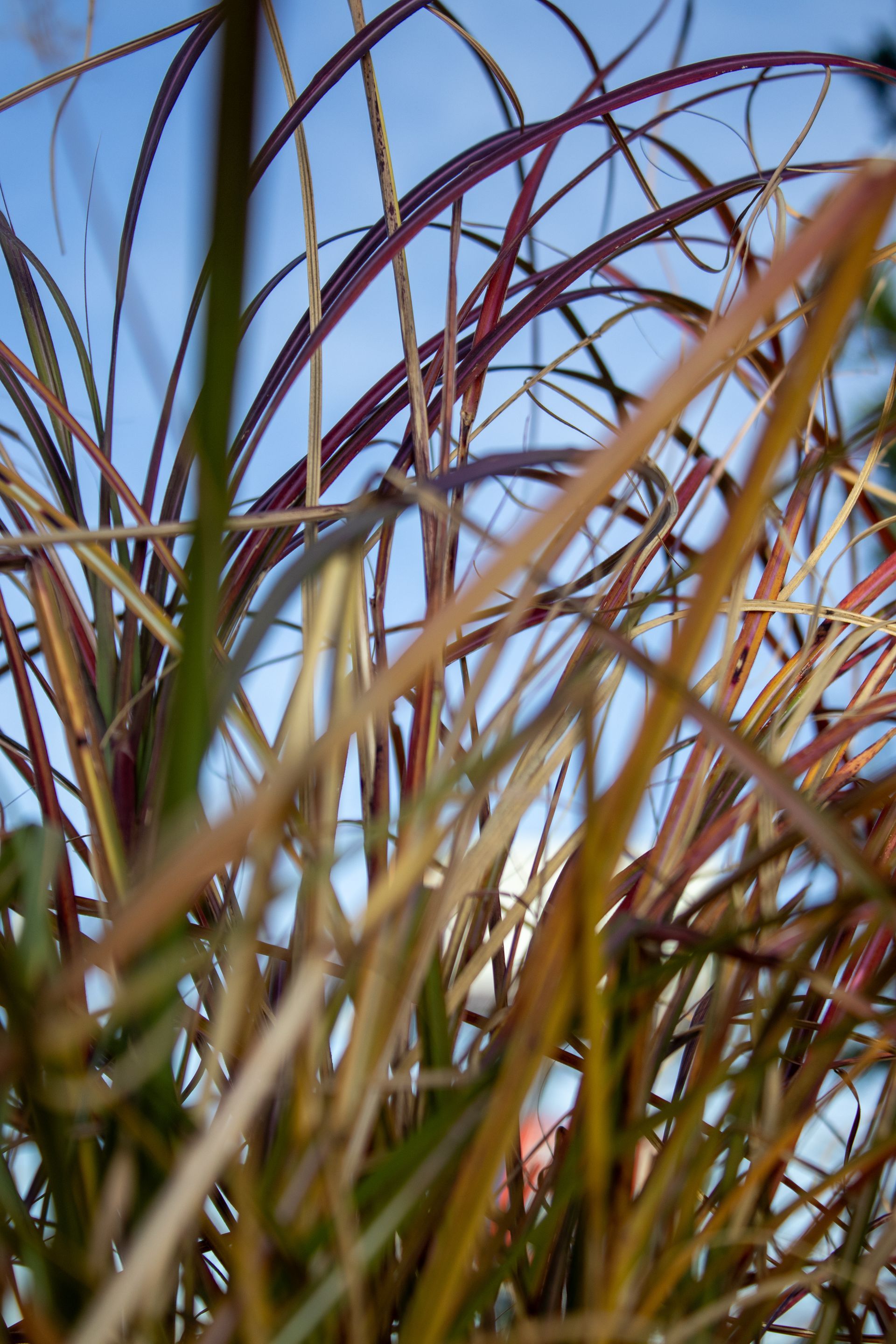 A close up of tall grass against a blue sky