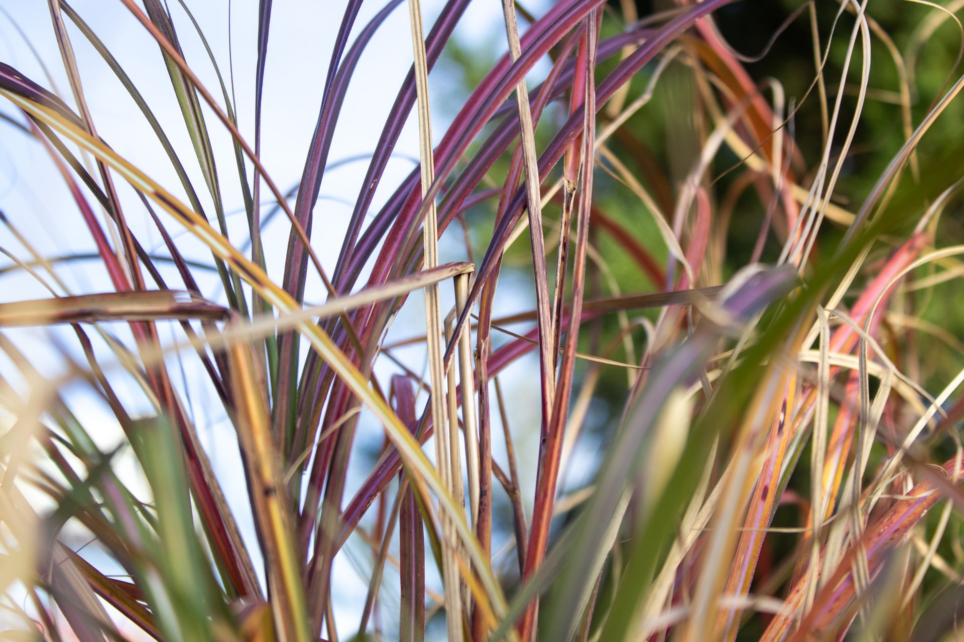 A close up of a plant with purple and green leaves
