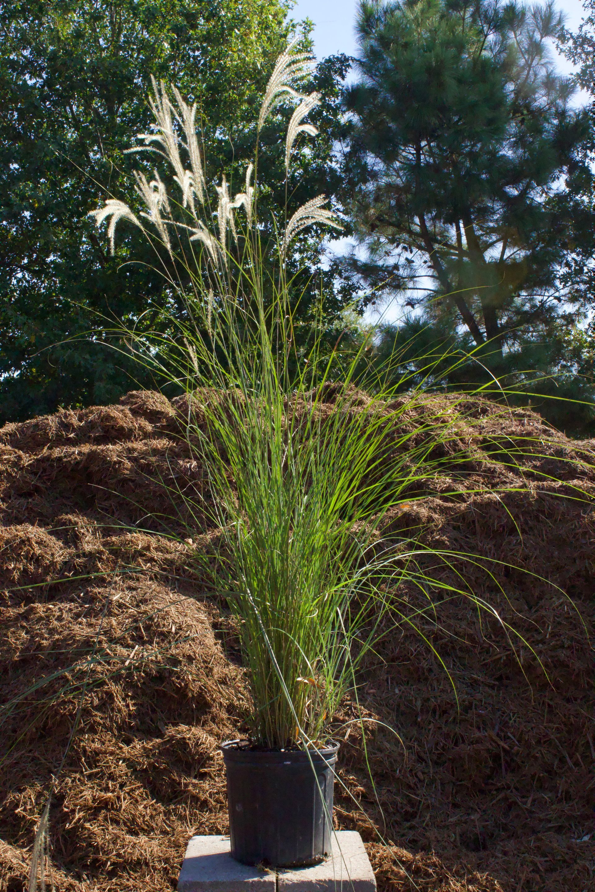 A plant in a pot is sitting on top of a pile of mulch.