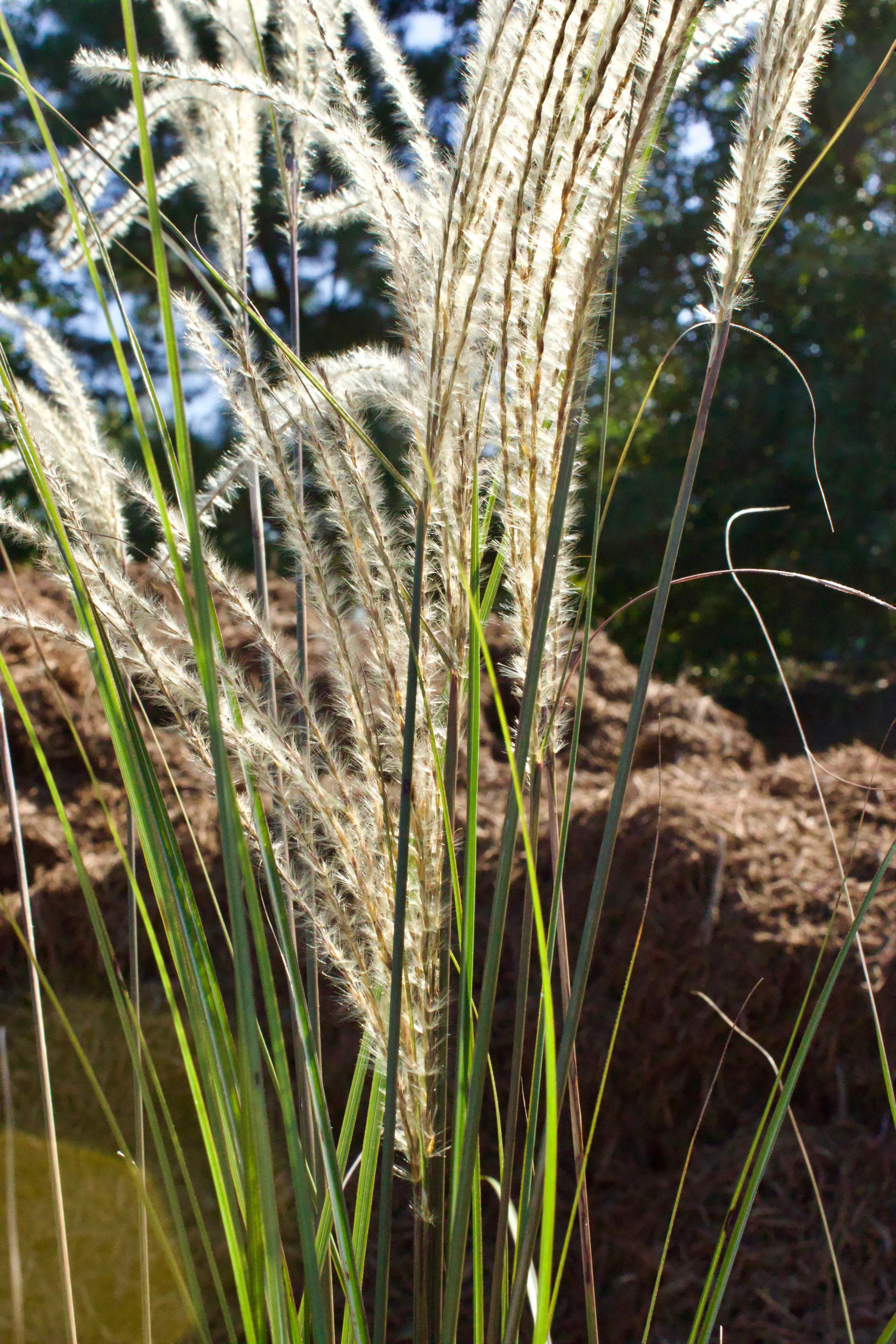 A close up of a tall grass plant in front of a pond.