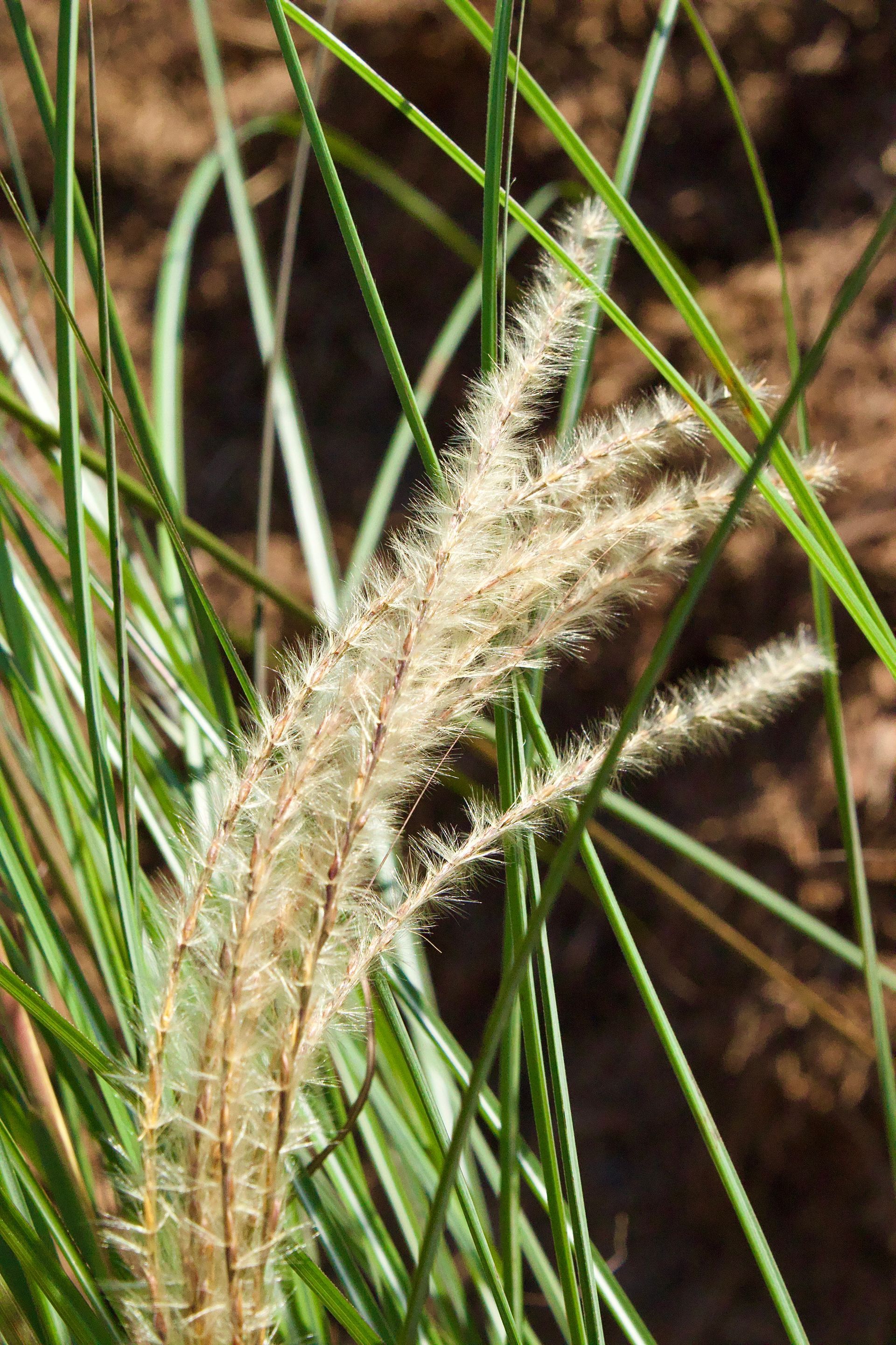 A close up of a tall grass plant with white flowers
