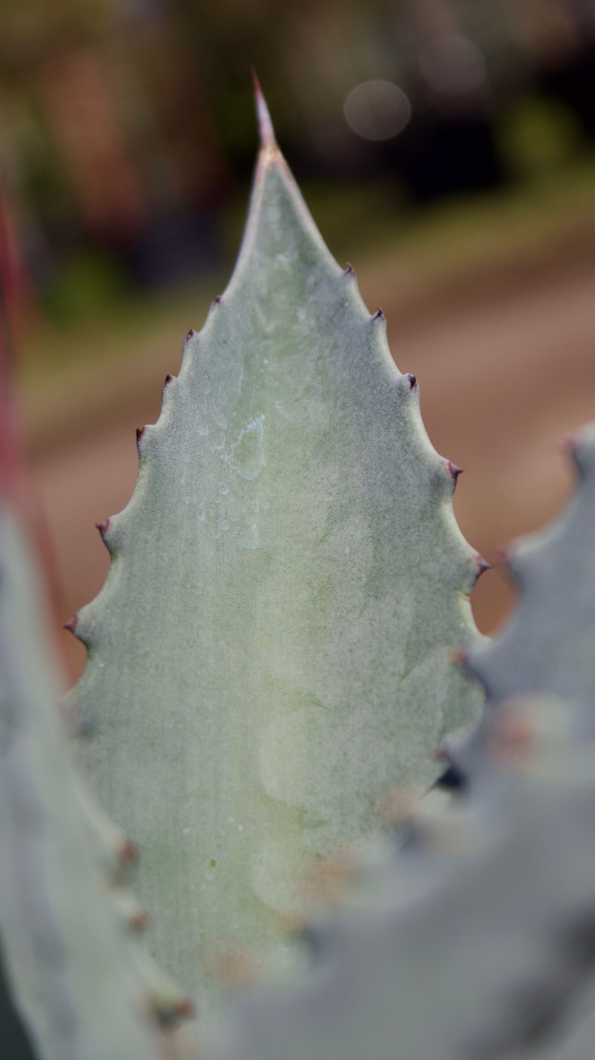 A close up of a cactus leaf with a sharp point.