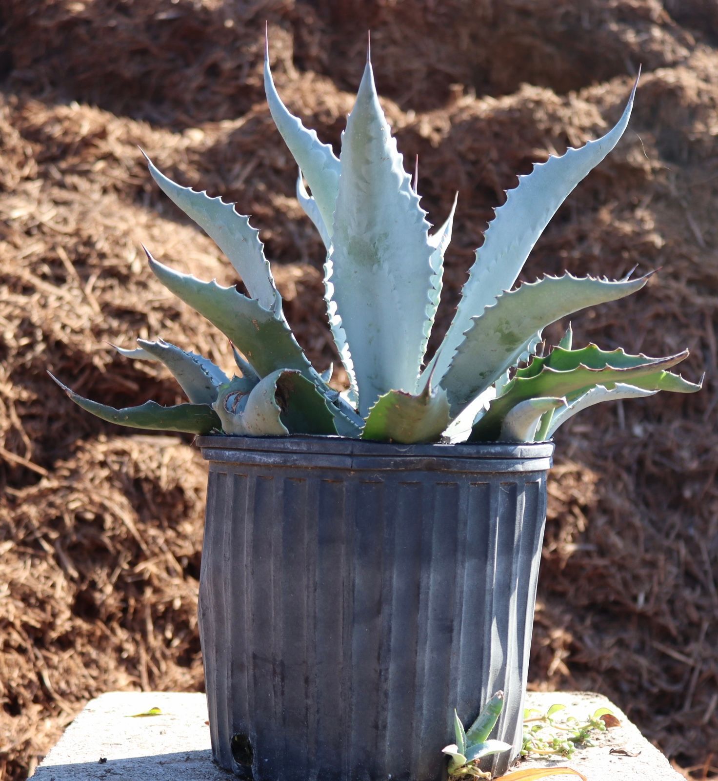 A potted plant is sitting on a table in front of a pile of hay