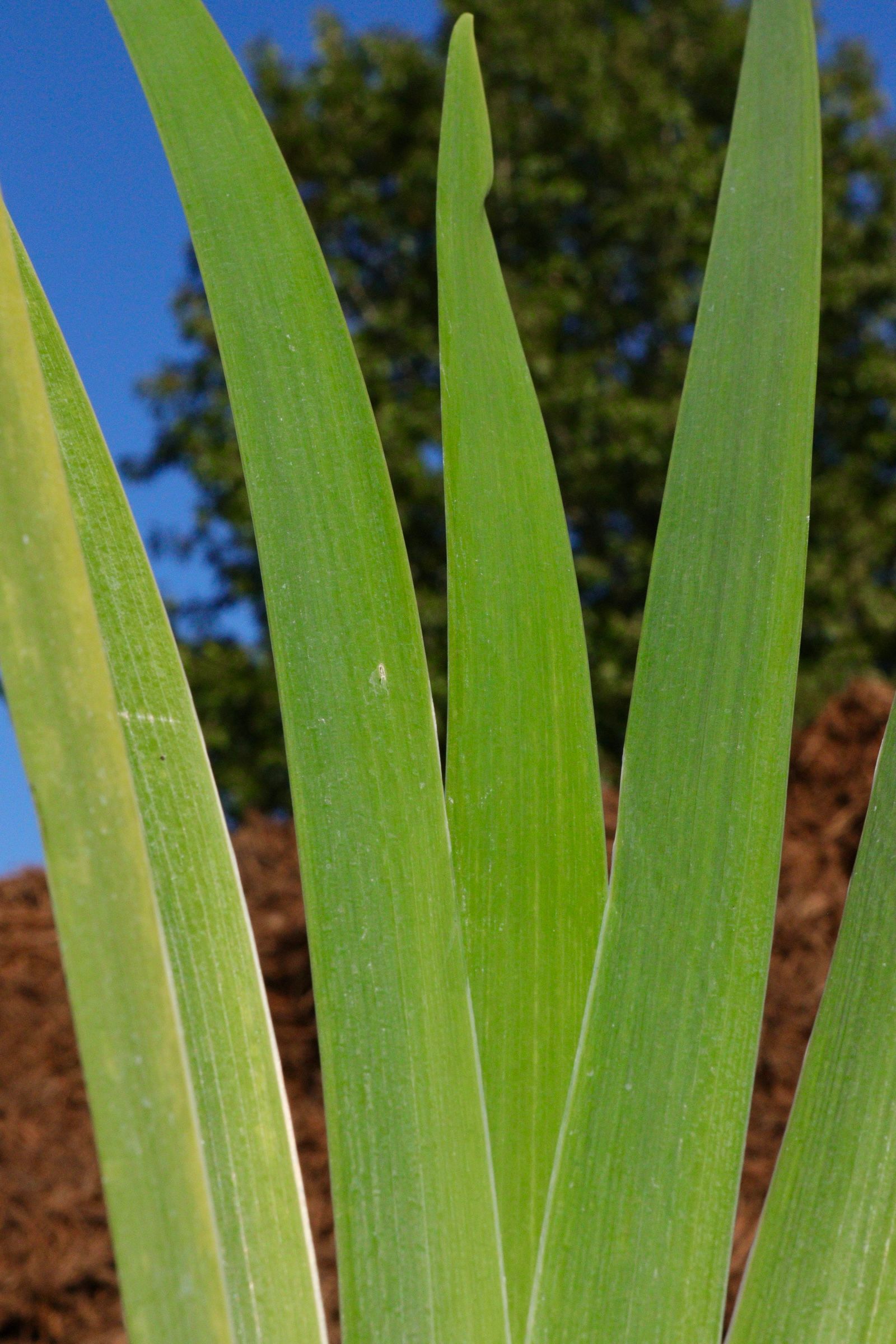 A close up of a green plant with a blue sky in the background