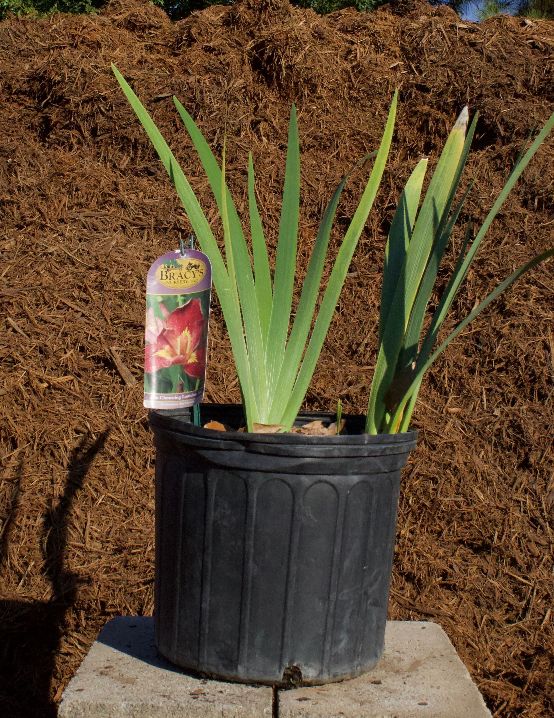A plant in a black pot with a tag on it