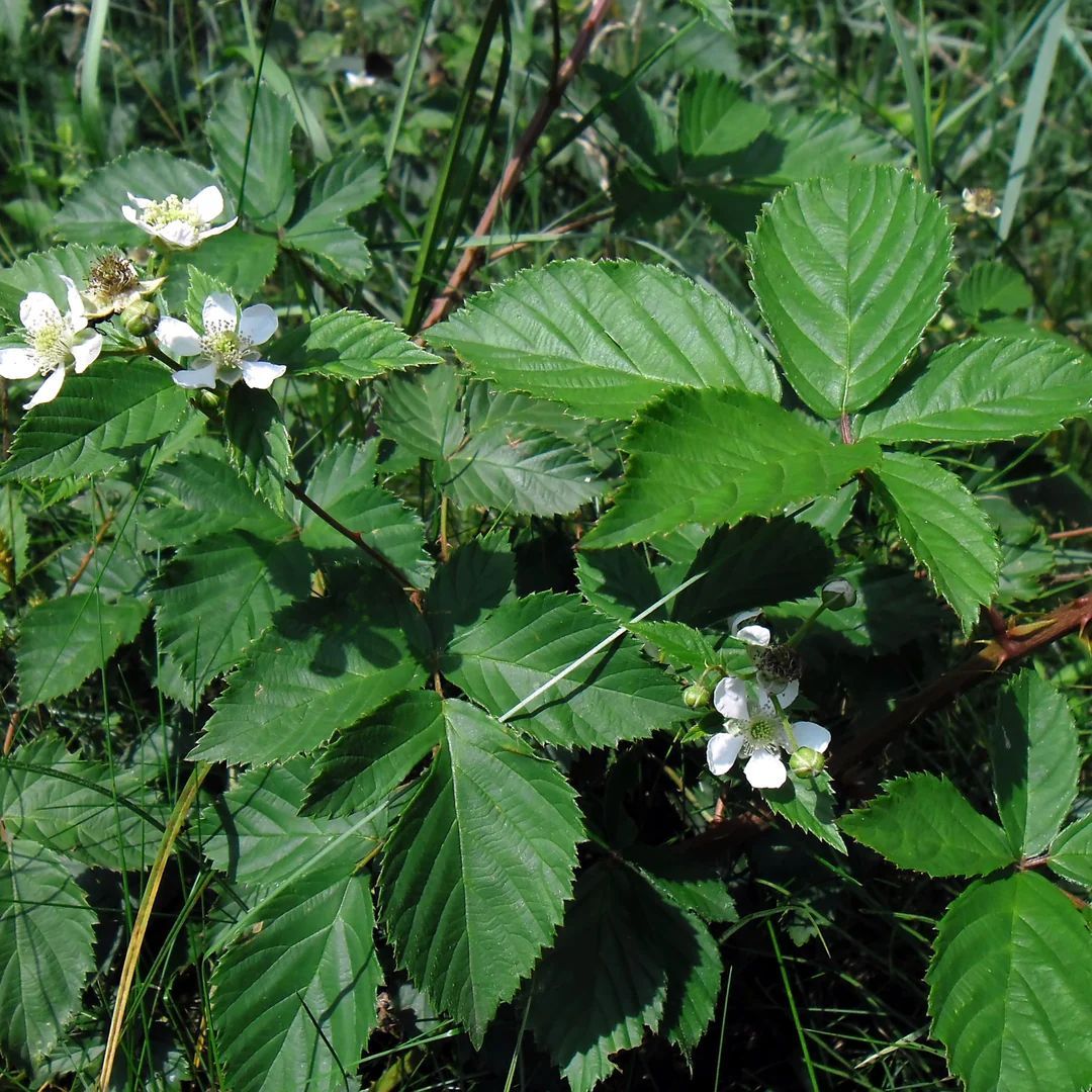 A plant with lots of green leaves and white flowers