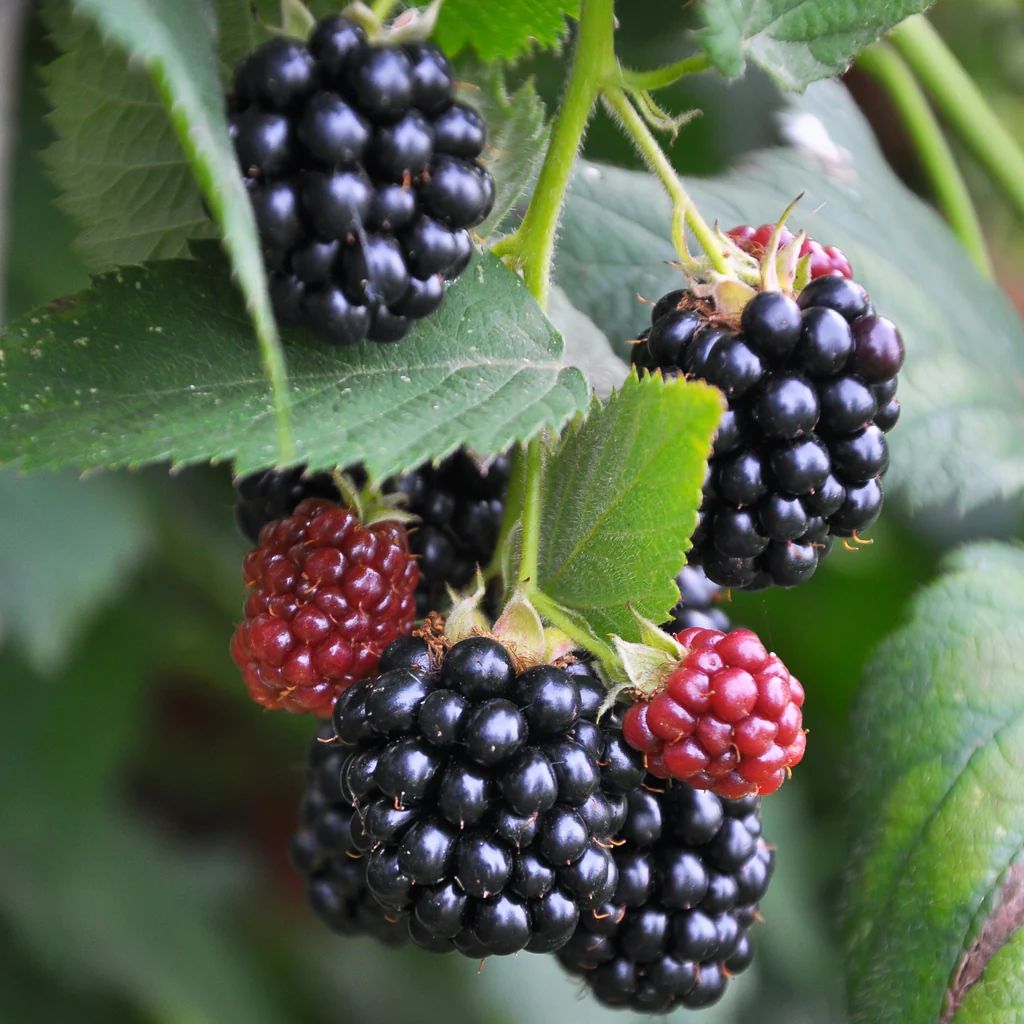 A bunch of blackberries are growing on a plant