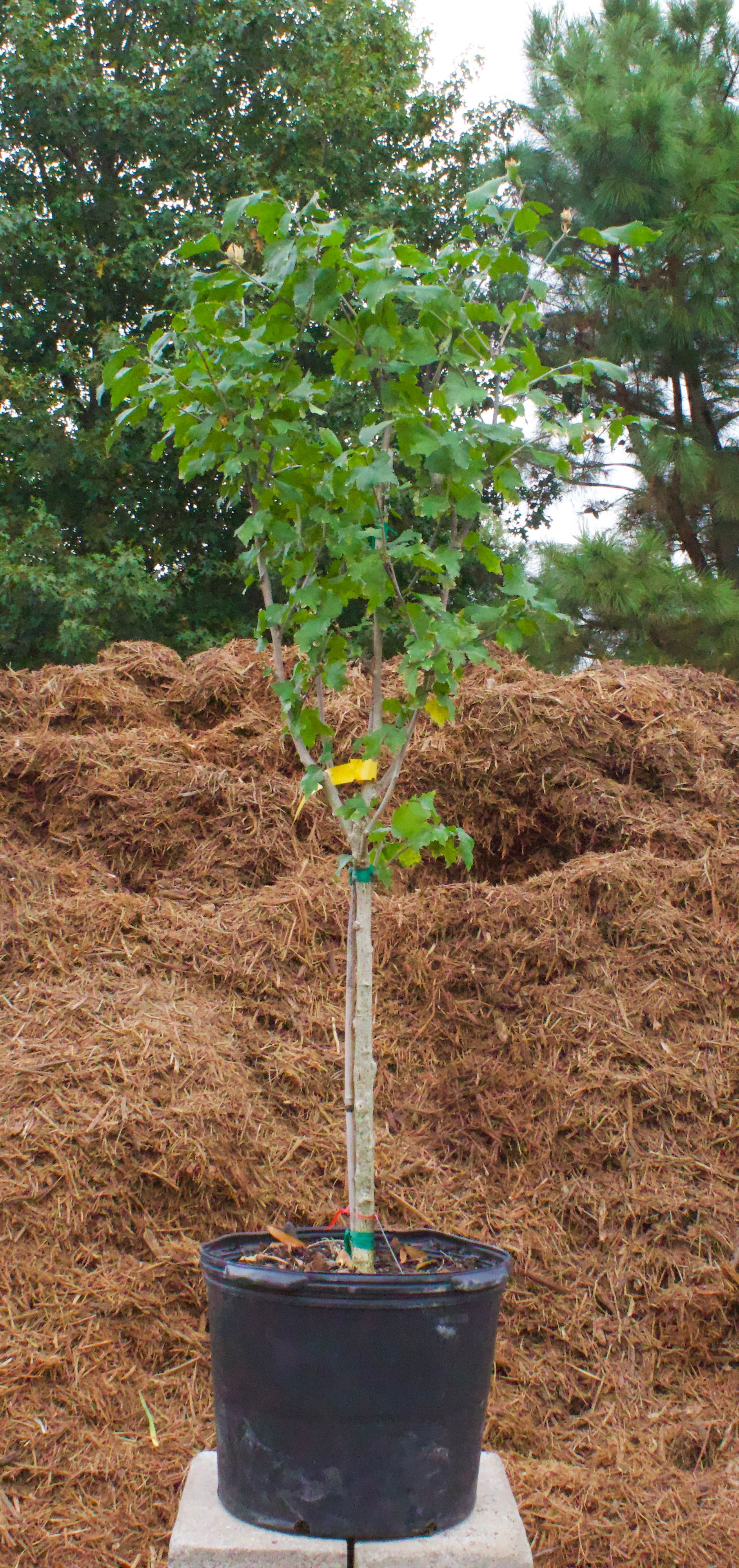 A small tree in a black pot is sitting on top of a concrete block.