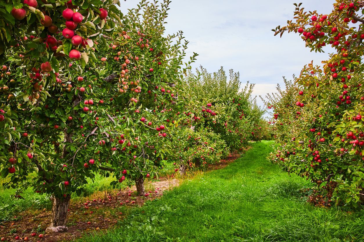A row of apple trees in an orchard with red apples on them.