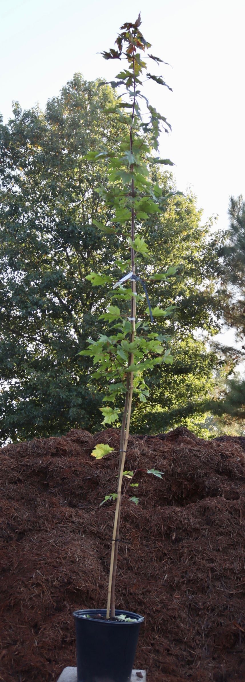 A small tree in a pot is sitting in front of a pile of mulch.