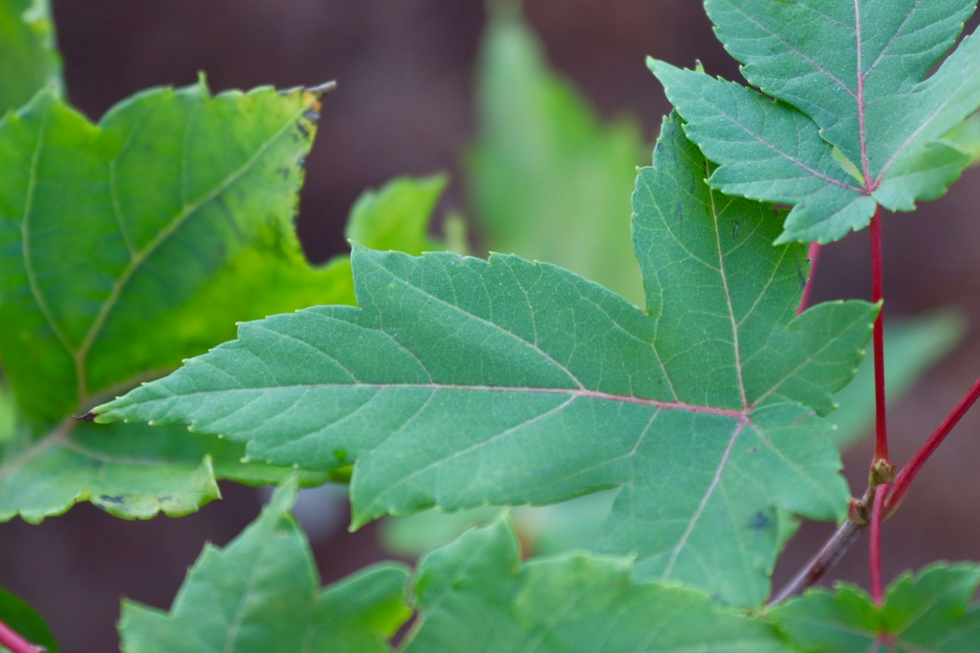 A close up of a maple leaf with a red stem.