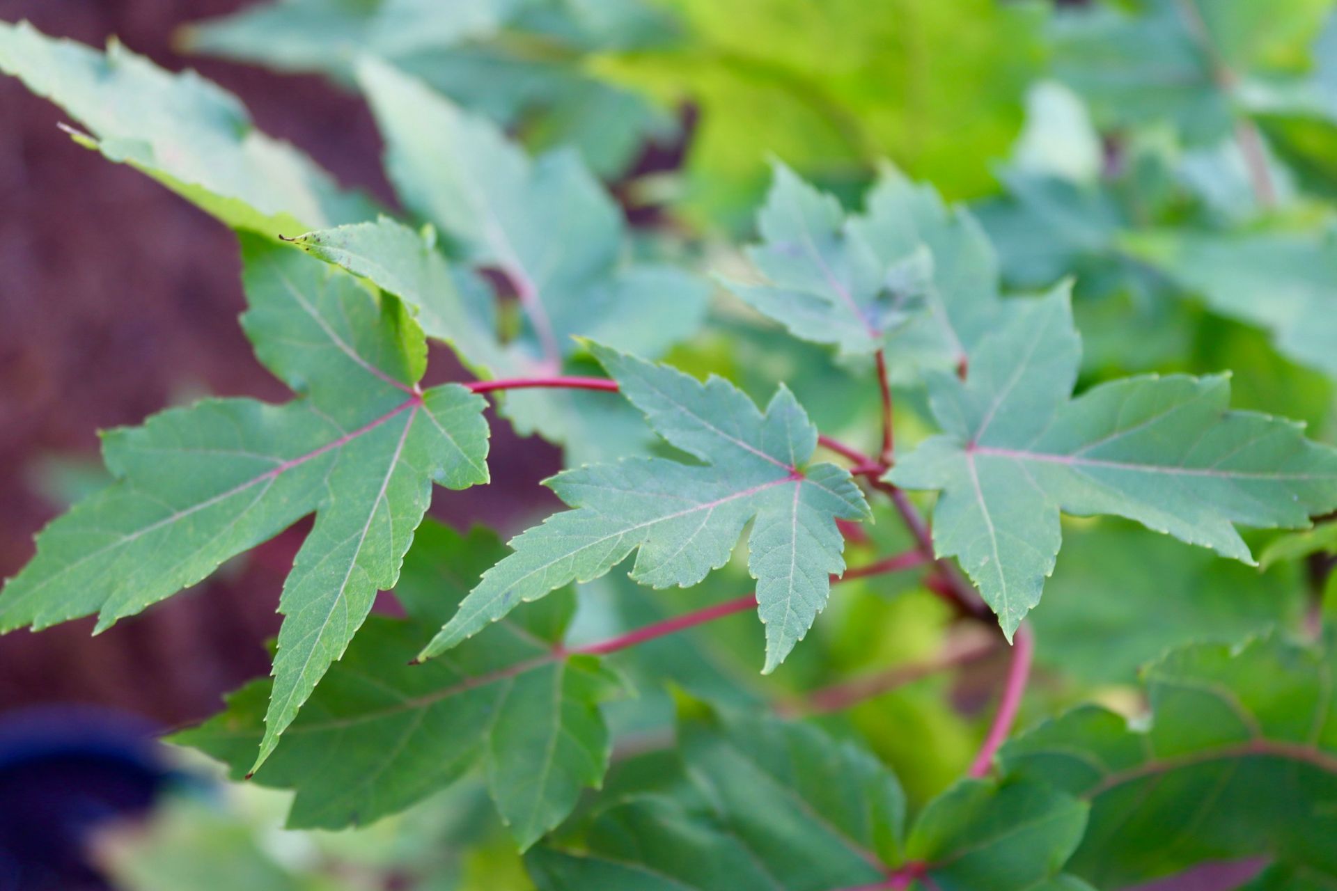 A close up of a maple tree with green leaves and red stems.