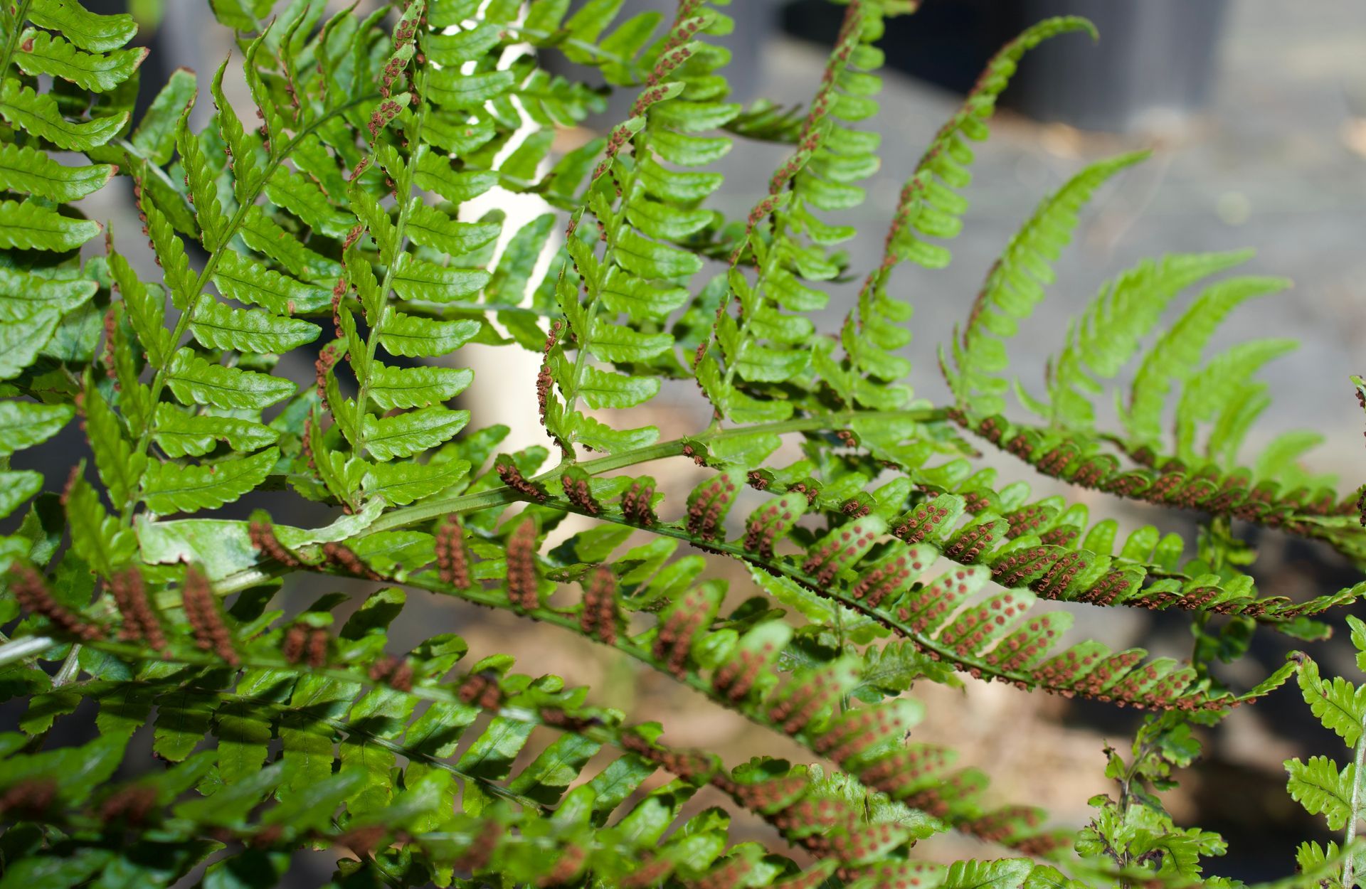 A close up of a green fern with brown spots