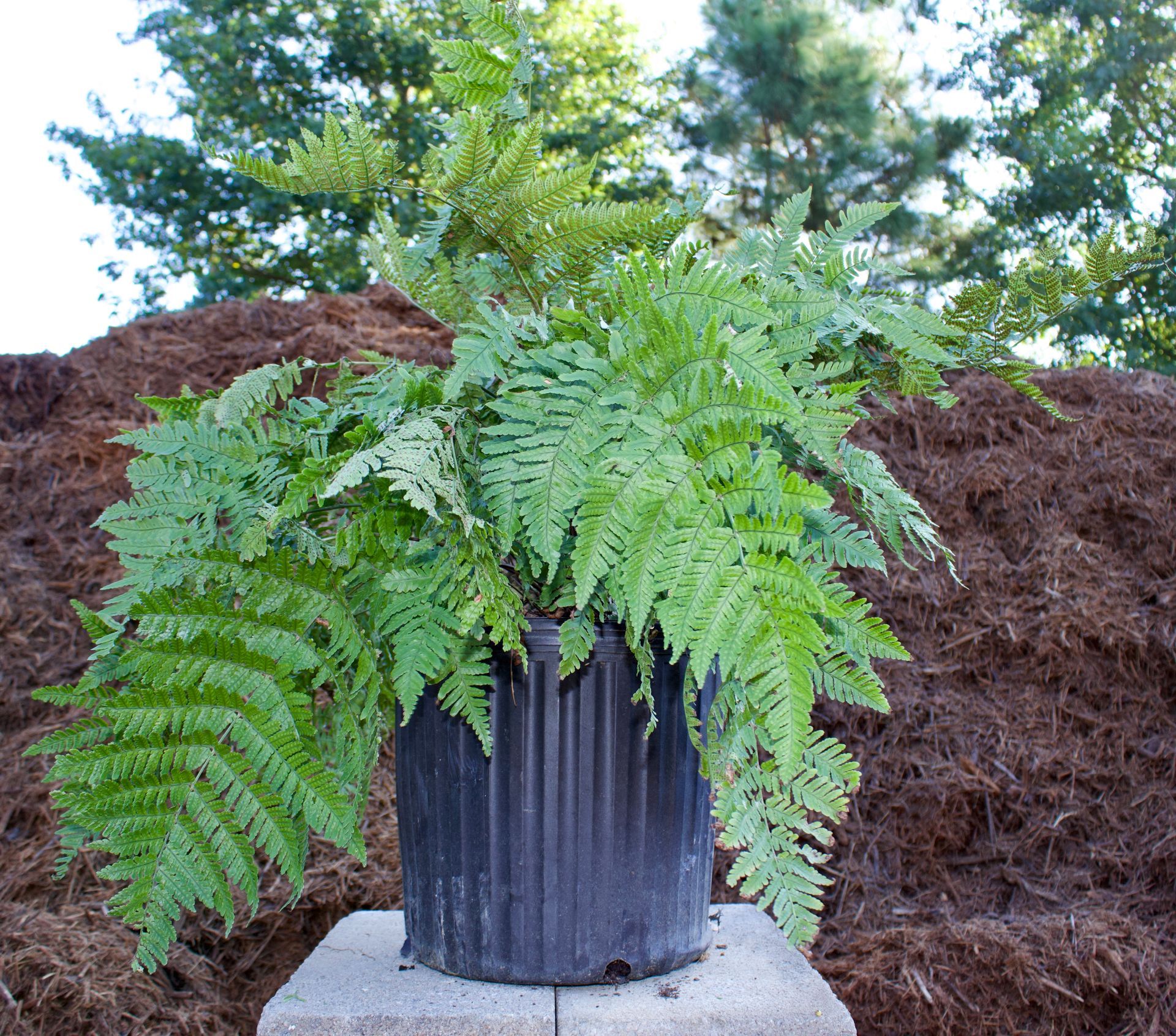 A fern in a black pot is sitting on a block in front of a pile of mulch
