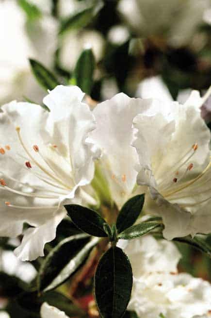 A close up of a white flower with green leaves