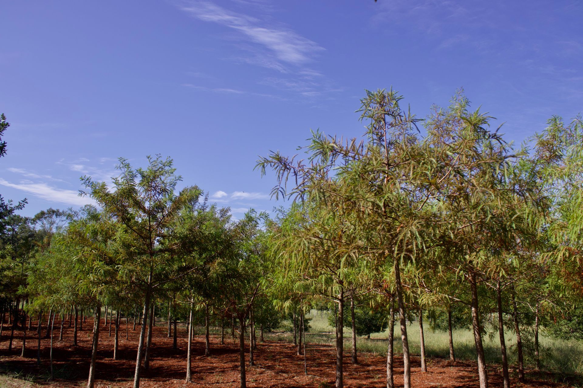 A row of trees with a blue sky in the background