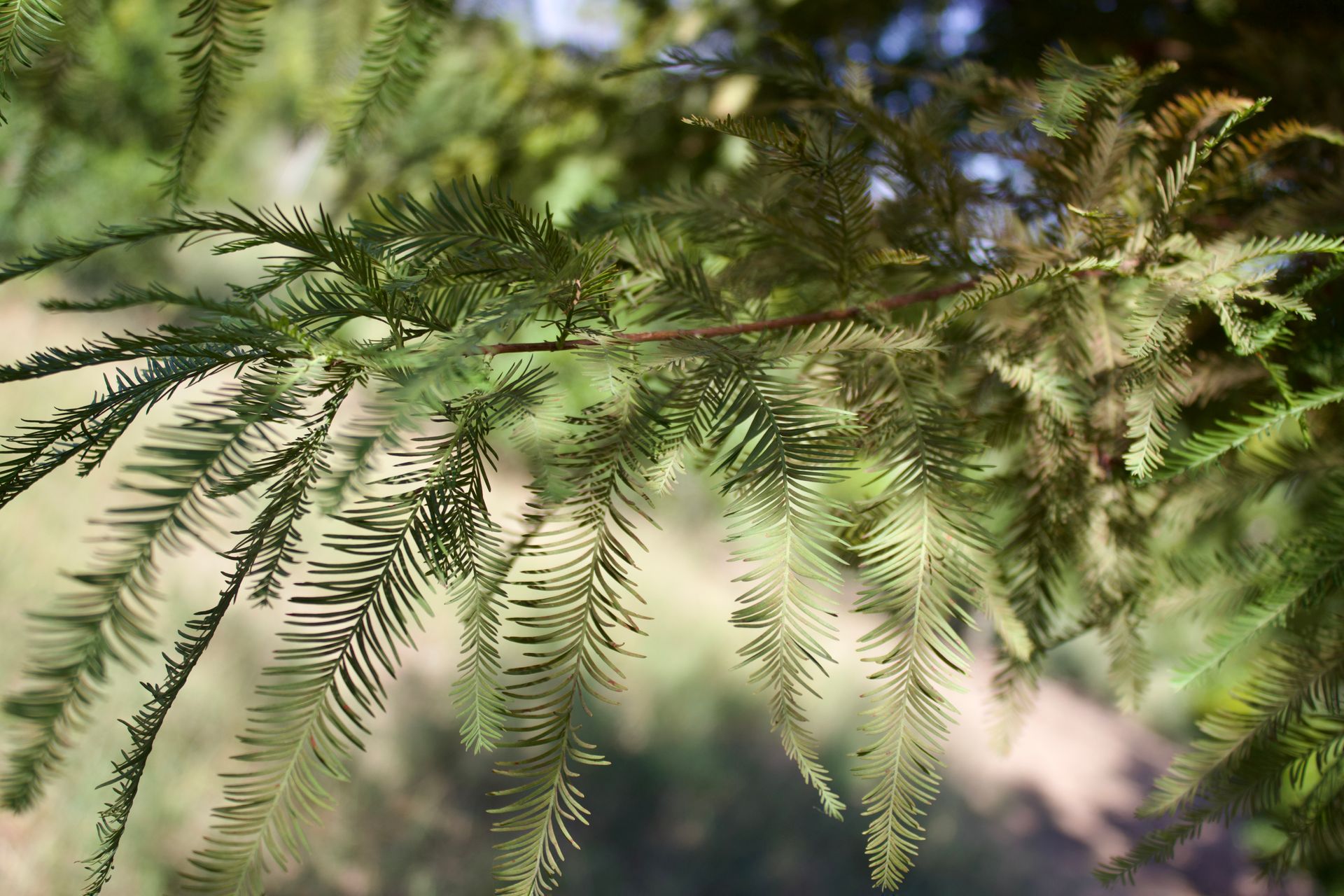 A close up of a tree branch with lots of green leaves.